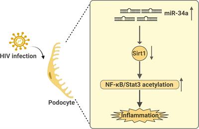 Sirtuin 1 in Chronic Kidney Disease and Therapeutic Potential of Targeting Sirtuin 1